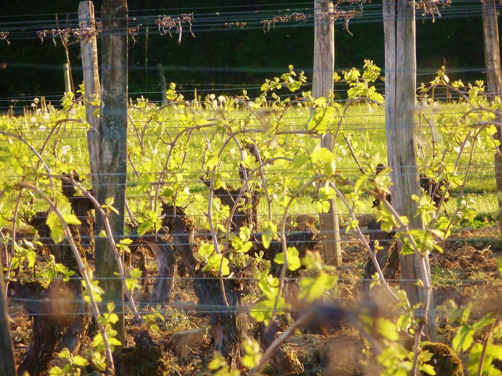 Domaine Joseph Lafarge Wine Resort Oeno-Tonneaux Experience Lugny Exterior photo