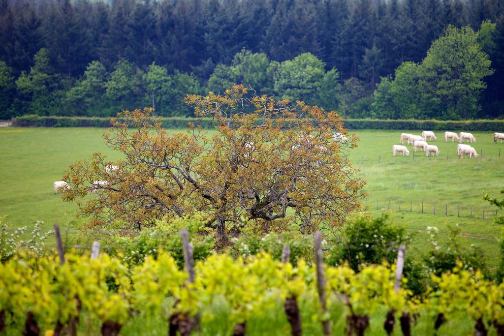Domaine Joseph Lafarge Wine Resort Oeno-Tonneaux Experience Lugny Exterior photo